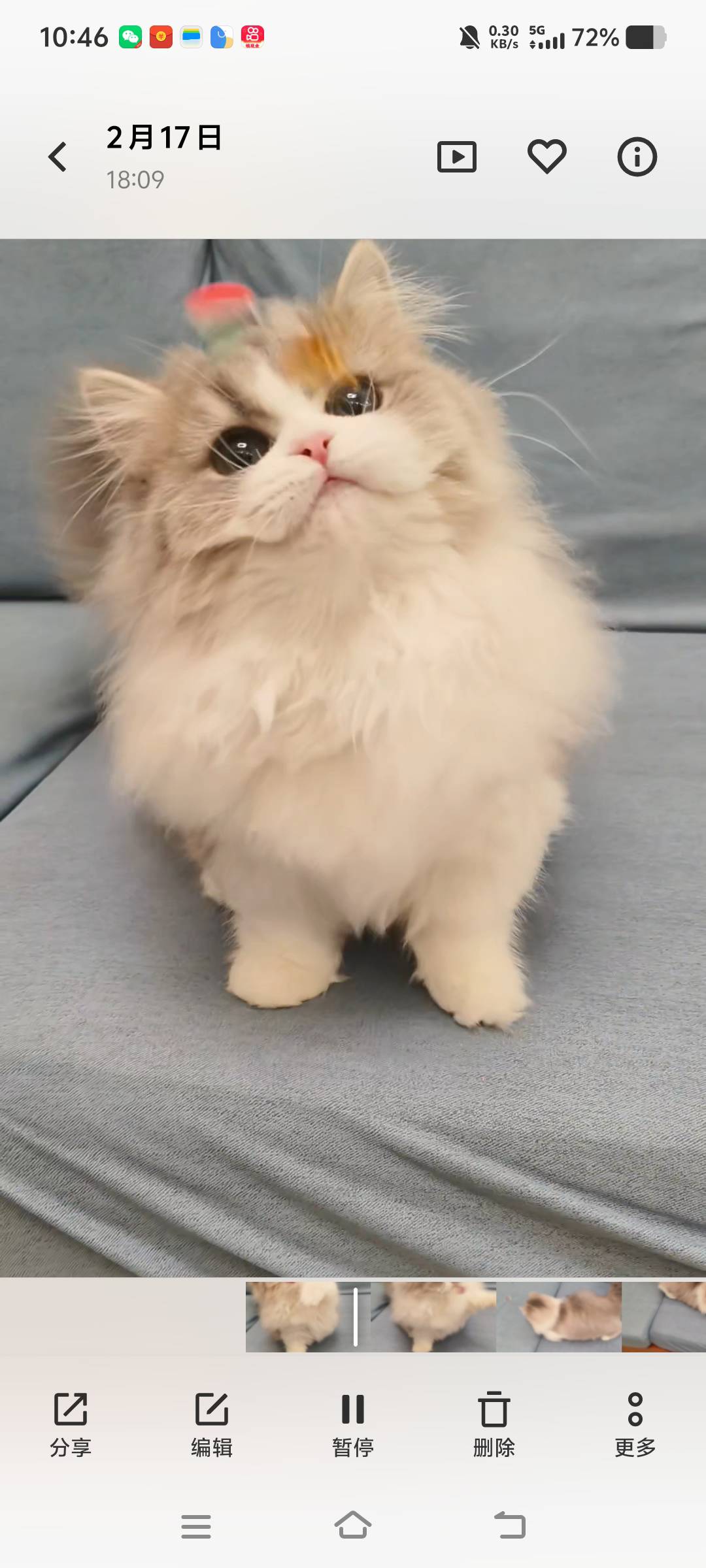 Baby（蓝金加白矮脚） 照片 1