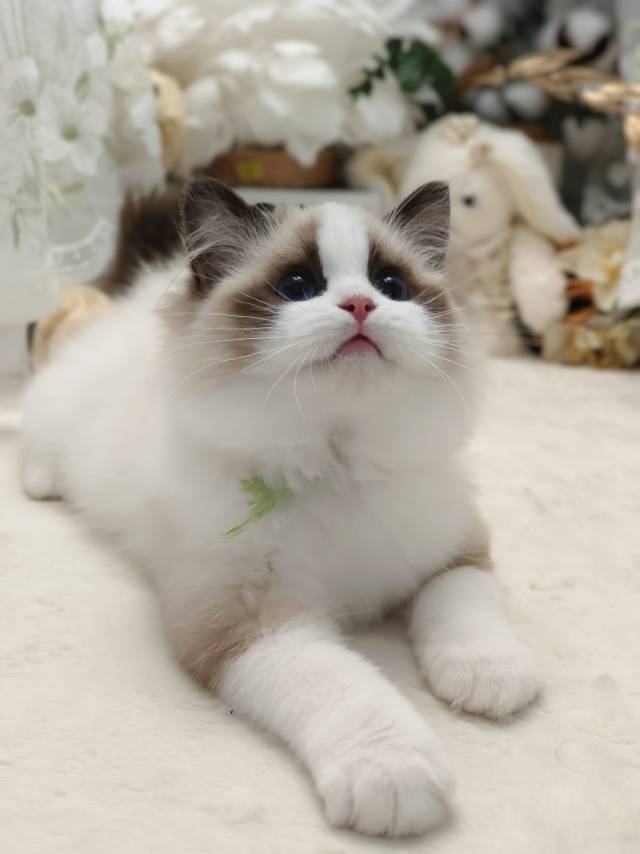 爱莉娜娃绿脖圈茜茜妹妹 照片 5