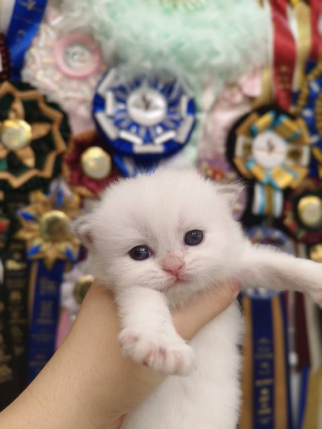 小米娃乖乖虎绿 照片 9