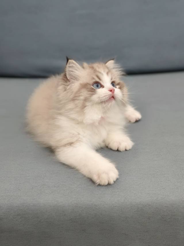 花姐娃流云橙脖圈山猫弟弟 照片 2