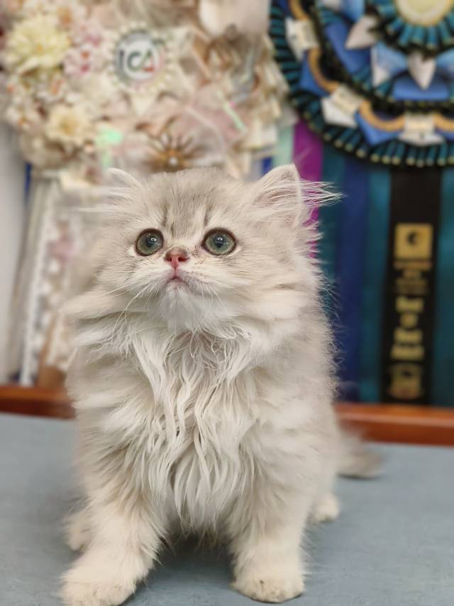 甜菜娃蓝金玛丽公主 2