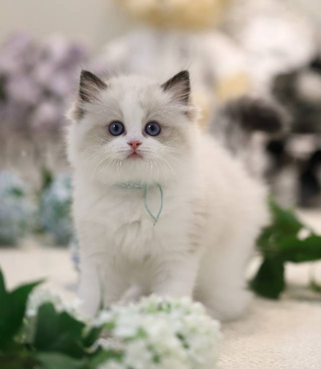 晴儿娃小葡萄蓝脖圈妹妹 照片 1
