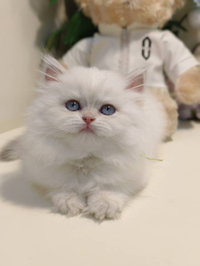 小米娃乖乖虎绿