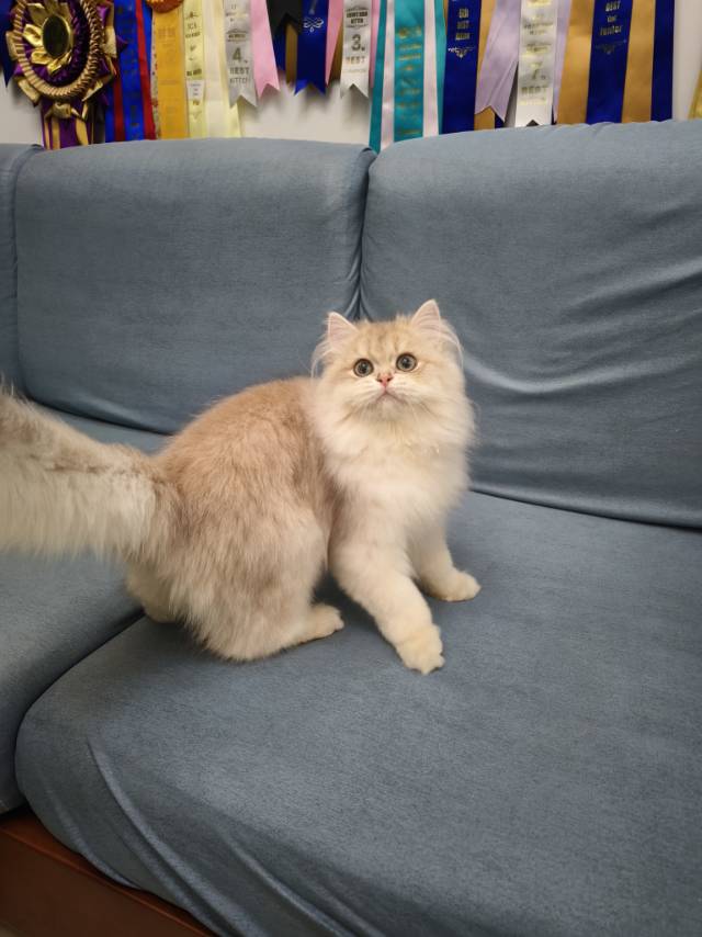 美芽娃红脖圈天真弟弟 照片 3