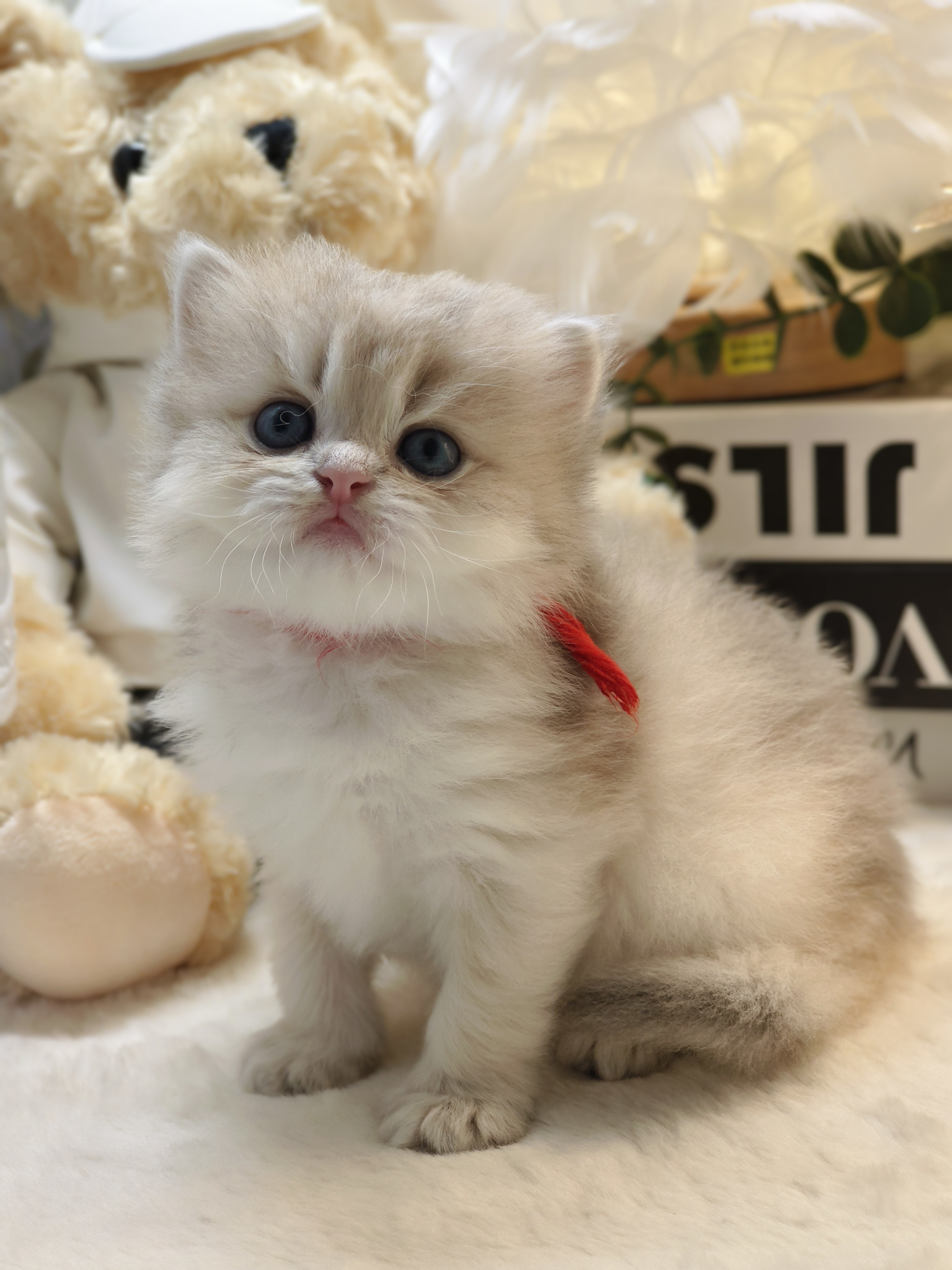 美芽娃红脖圈天真弟弟 照片 7