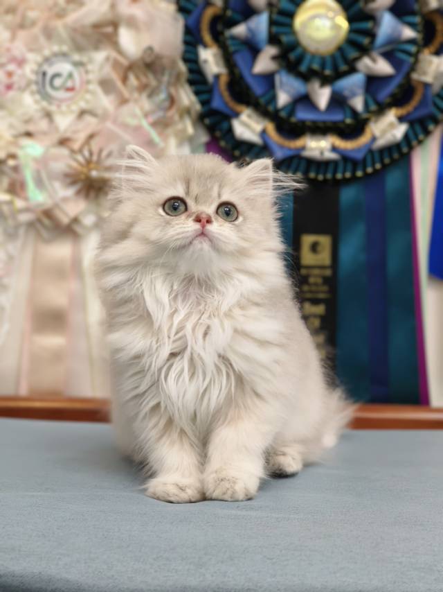 甜菜娃蓝金玛丽公主 3