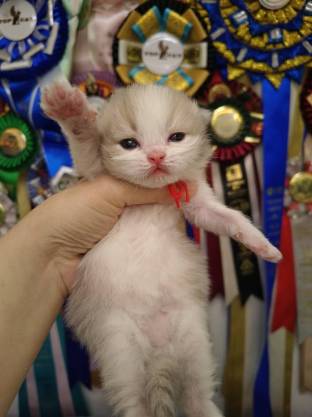 甜心娃平平红脖圈弟弟