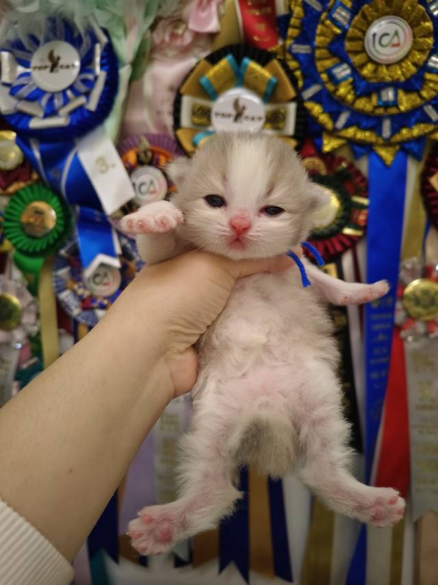 甜心娃团团蓝脖圈弟弟