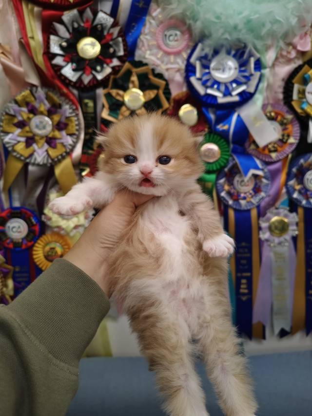 黑糖娃黄脖圈金加白长腿弟弟