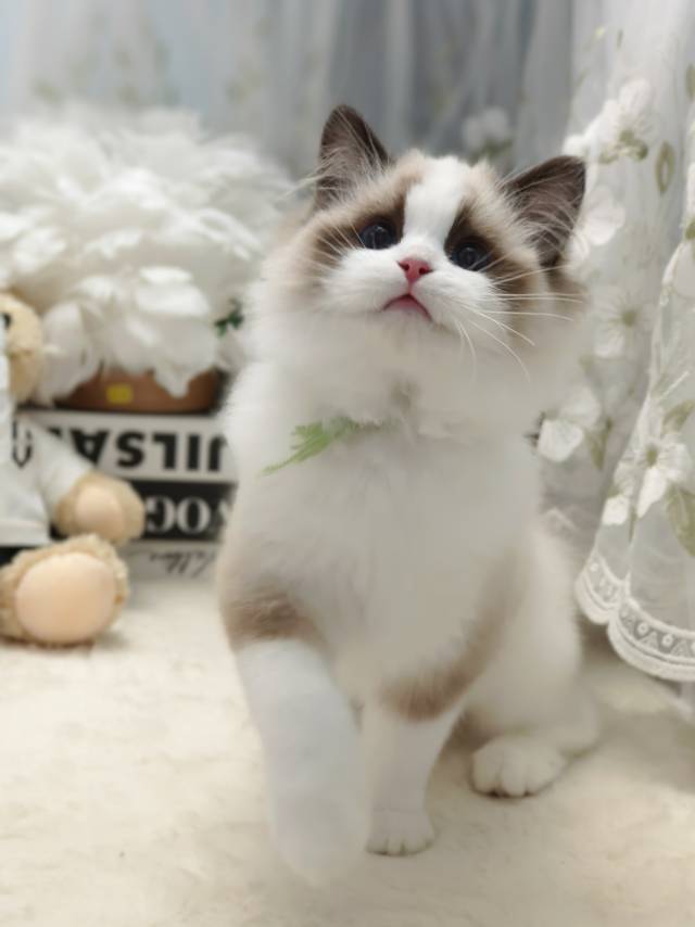 爱莉娜娃绿脖圈茜茜妹妹 照片 2