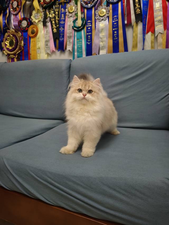 美芽娃红脖圈天真弟弟 照片 5