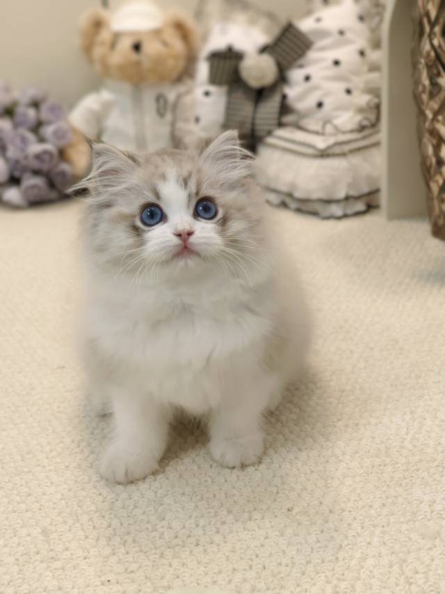 花姐娃亦菲妹妹绿
