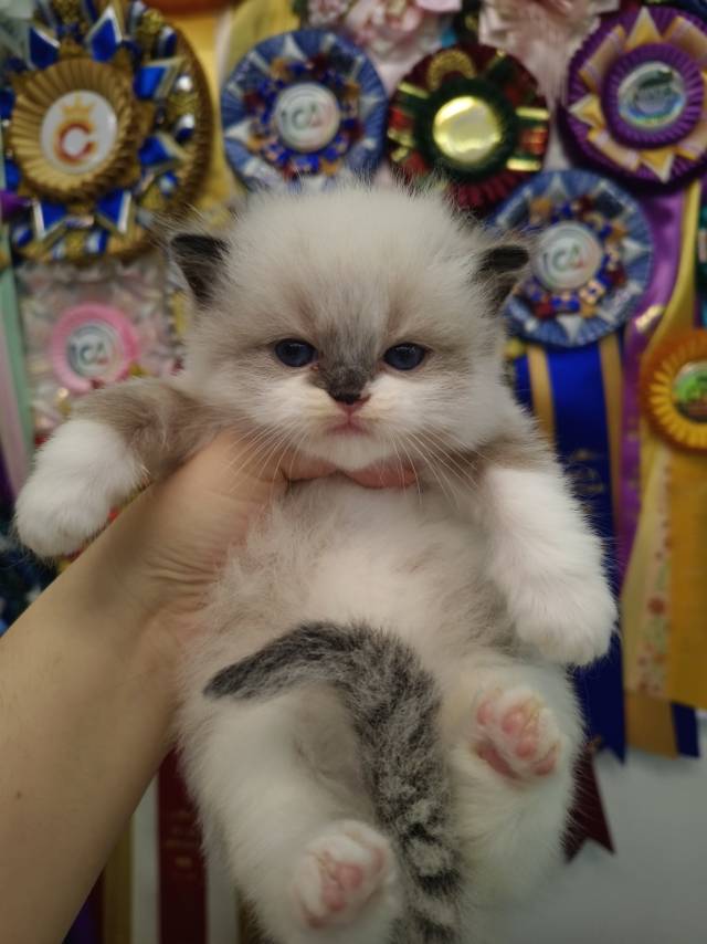 小月光娃黑鼻子
