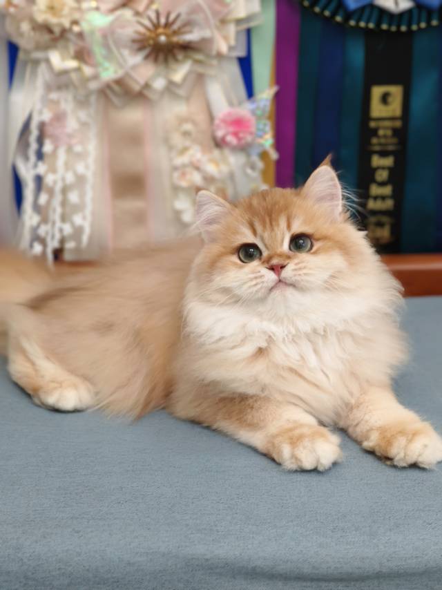 金菠萝娃12色金元宝