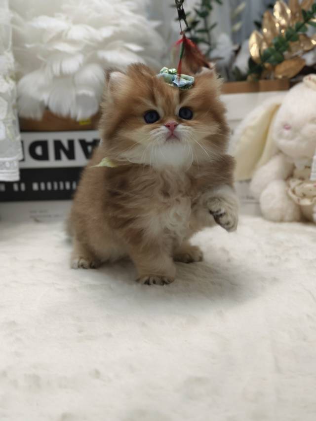 金菠萝娃金币黄11色