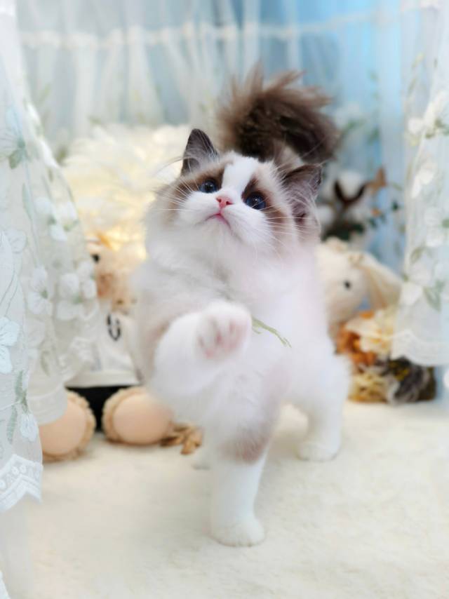 爱莉娜娃绿脖圈茜茜妹妹 照片 1