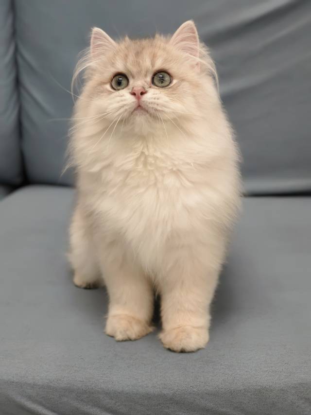 美芽娃红脖圈天真弟弟 照片 1