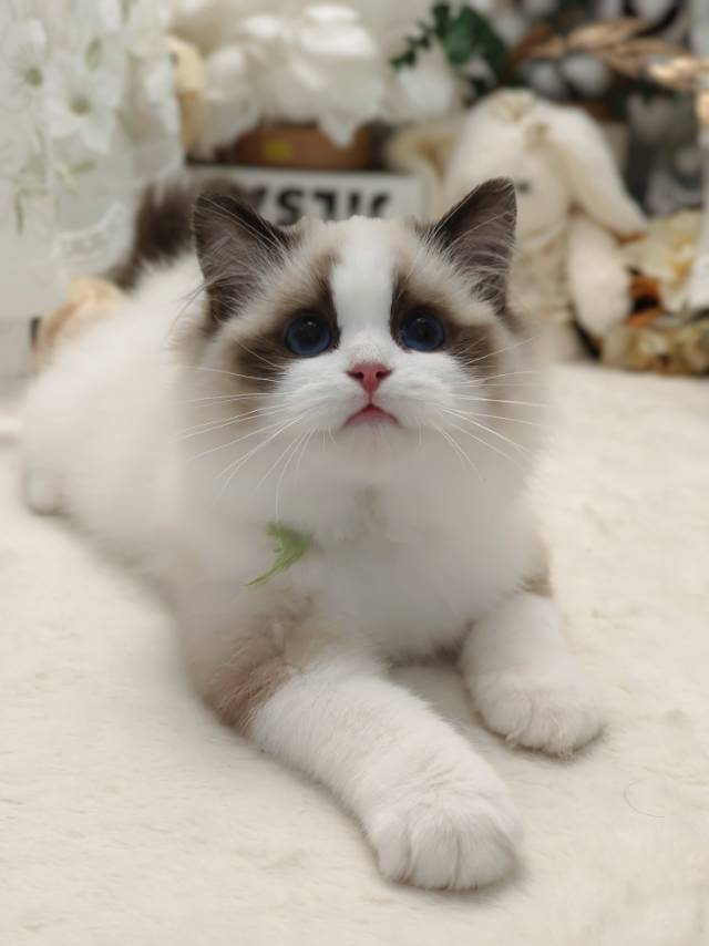 爱莉娜娃绿脖圈茜茜妹妹 照片 3