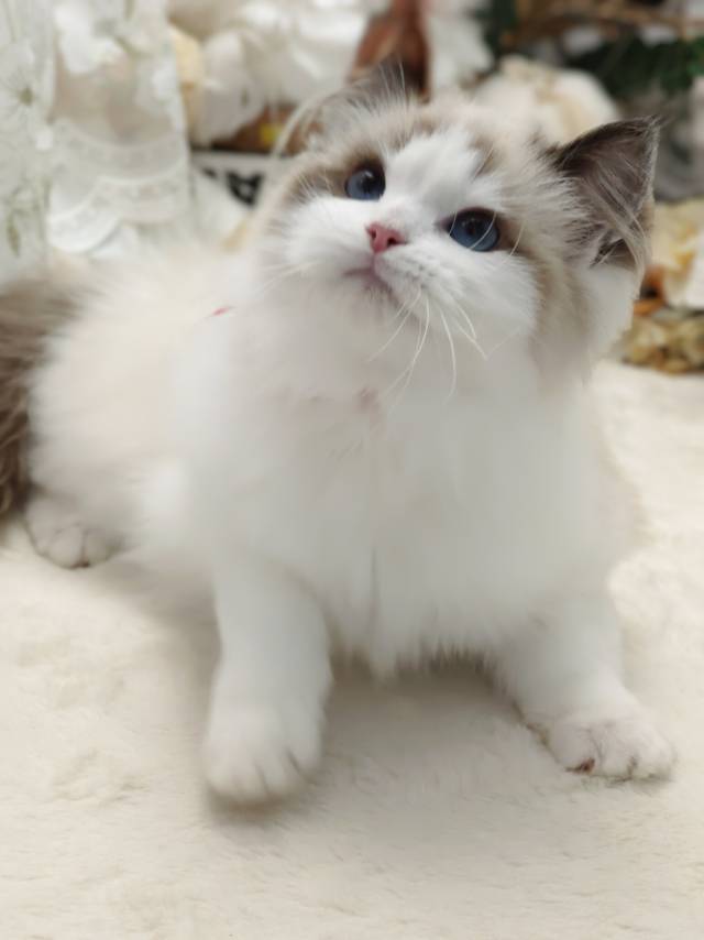 爱莉娜娃红脖阿波罗弟弟 照片 6