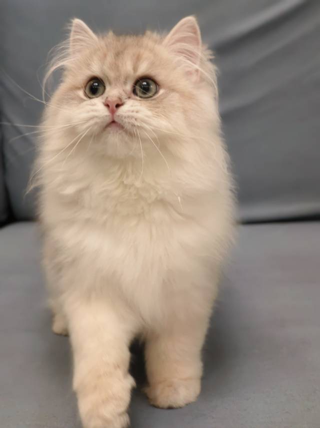 美芽娃红脖圈天真弟弟 照片 2