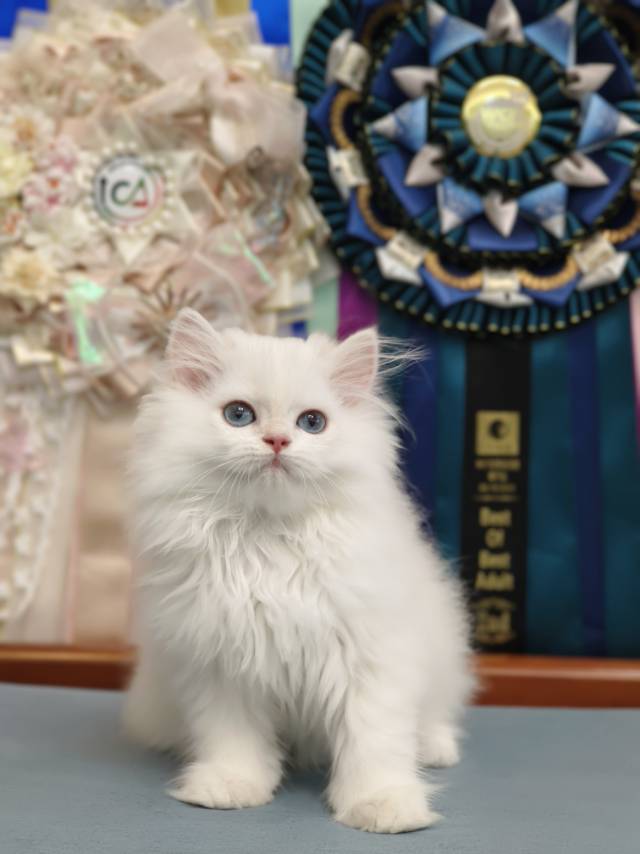 甜菜娃蓝金点威廉王子 3