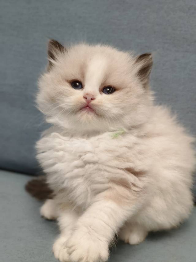 爱莉娜娃绿脖圈茜茜妹妹 照片 9