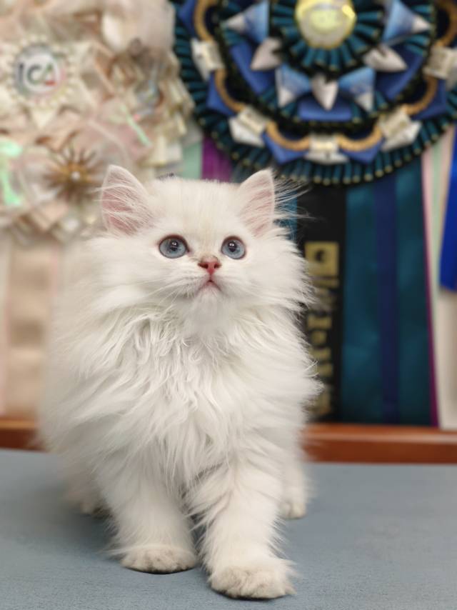 甜菜娃蓝金点乔治王子 3
