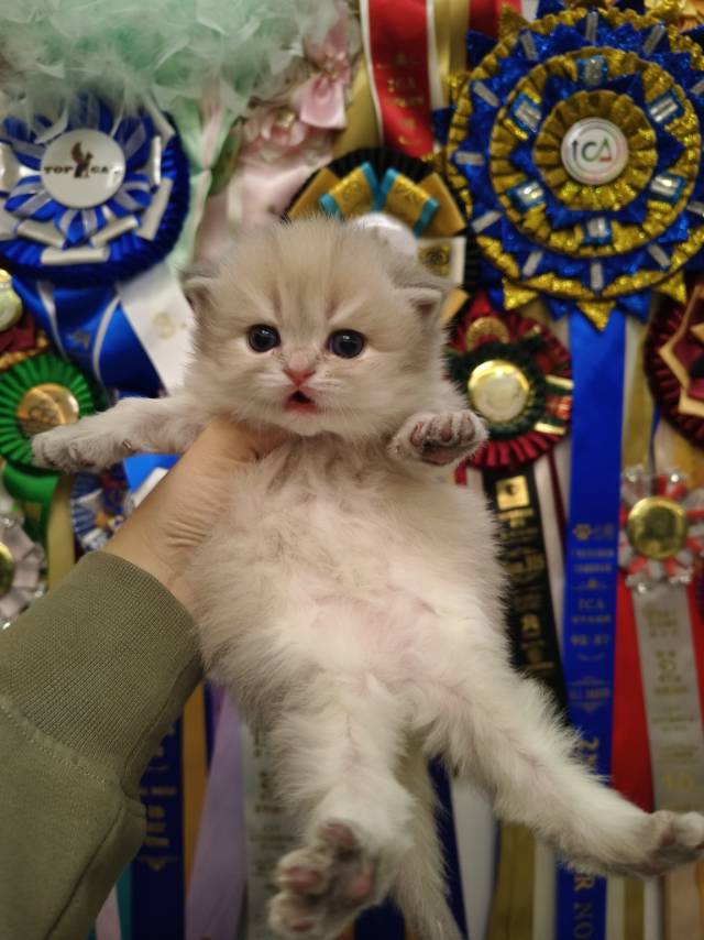 甜心娃乐乐粉脖圈弟弟 照片 3