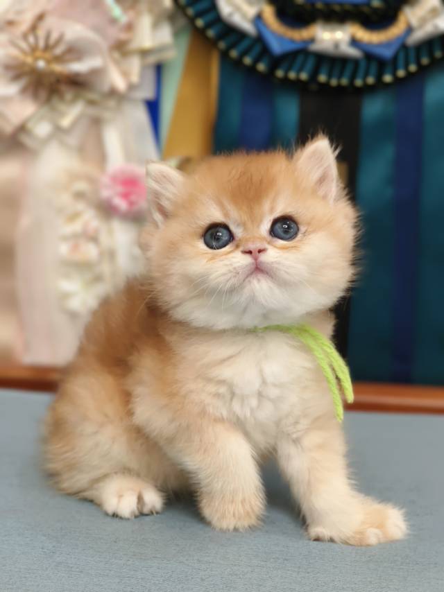 米娜娃宗介12色绿 2