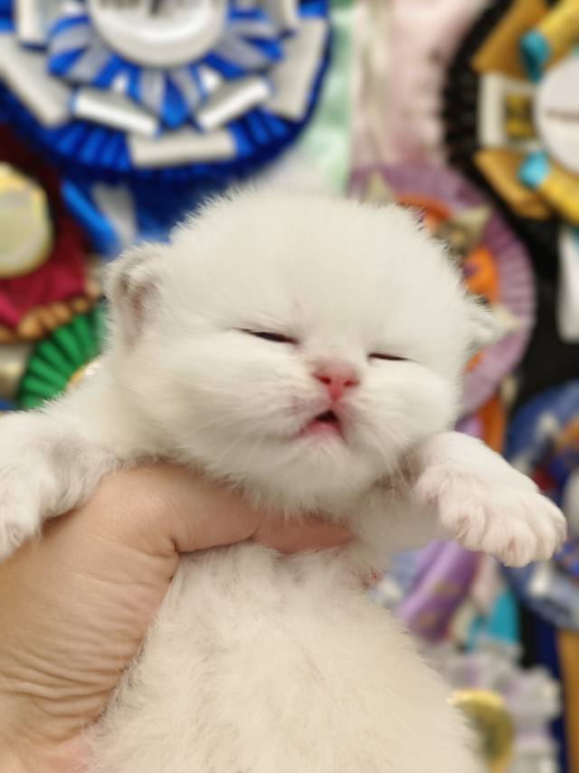 小米娃小帅虎蓝 照片 6