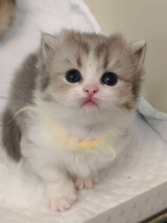 Baby（蓝金加白矮脚） 照片 3