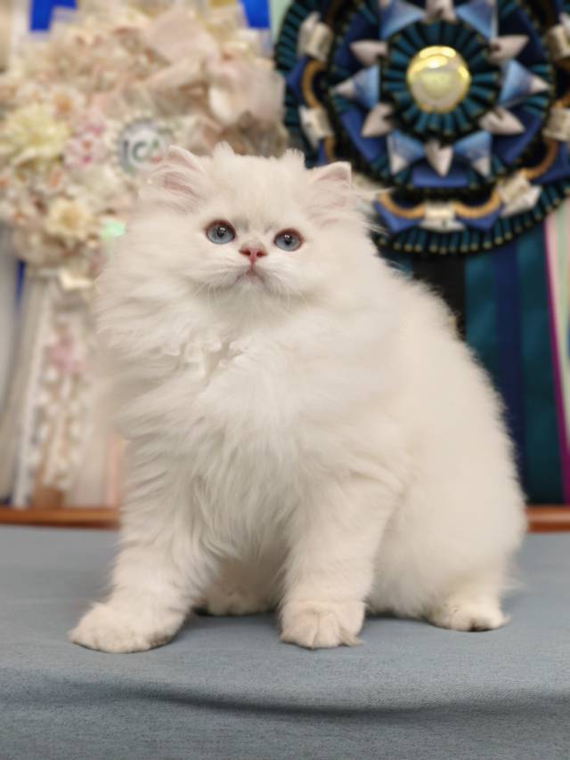 甜菜娃蓝金点查理王子