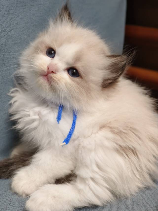 爱莉娜娃蓝脖圈朱丽叶妹妹 照片 8