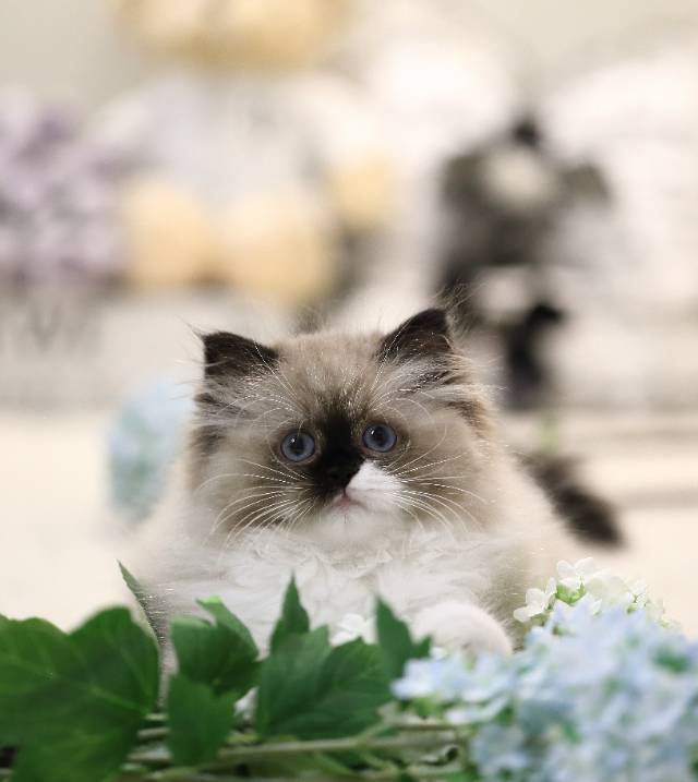 花姐娃明珠粉脖圈妹妹 照片 3