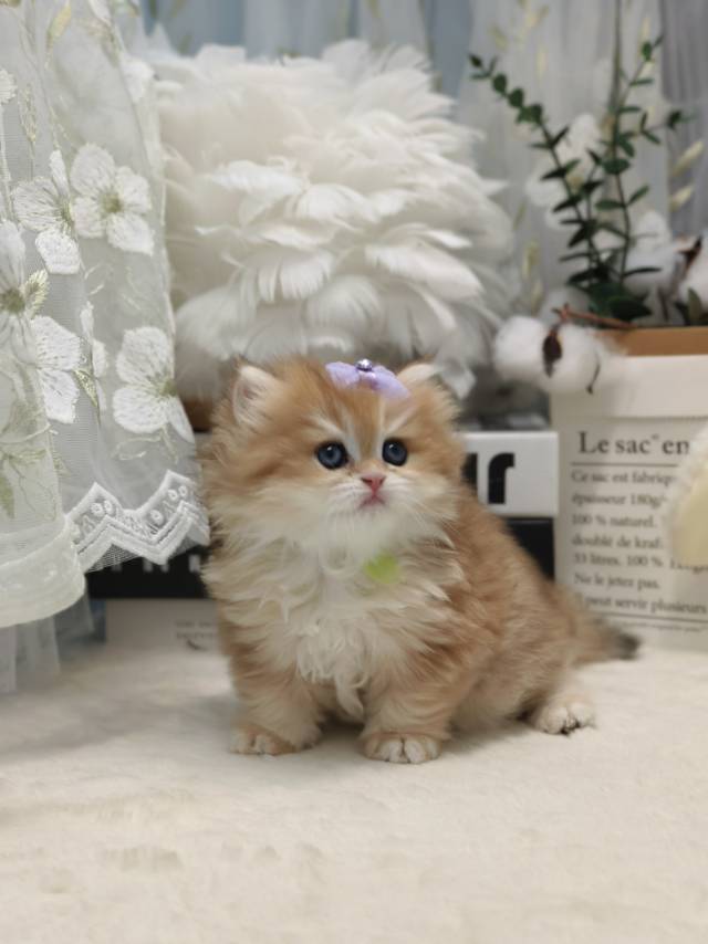 金菠萝娃金锁绿12色 照片 2