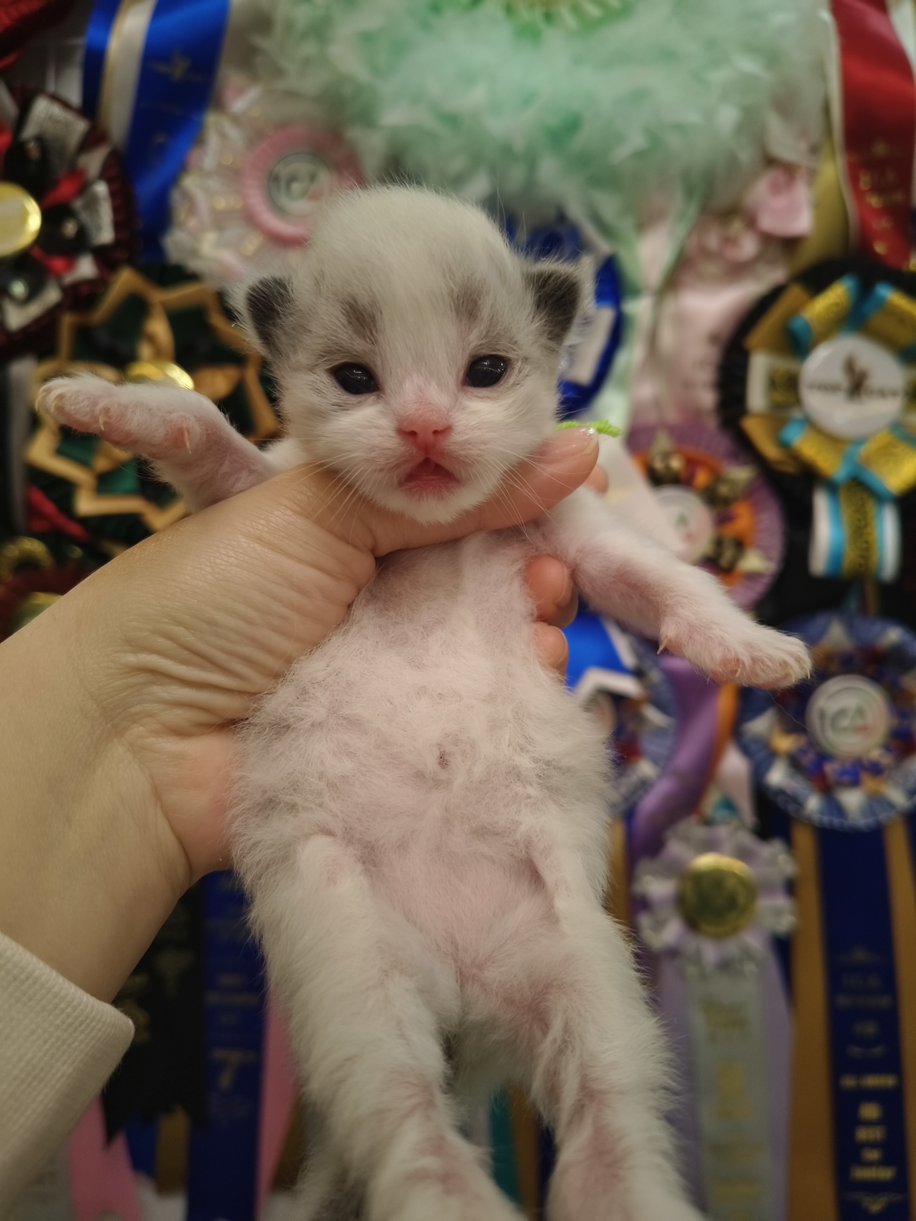 晴儿娃小草莓绿脖圈妹妹