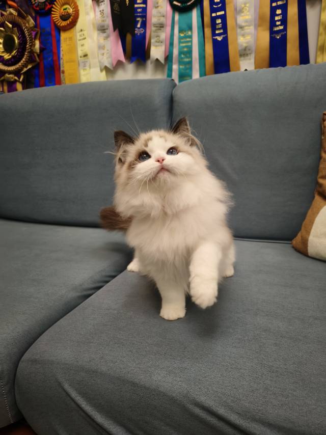 爱莉娜娃红脖阿波罗弟弟 照片 7