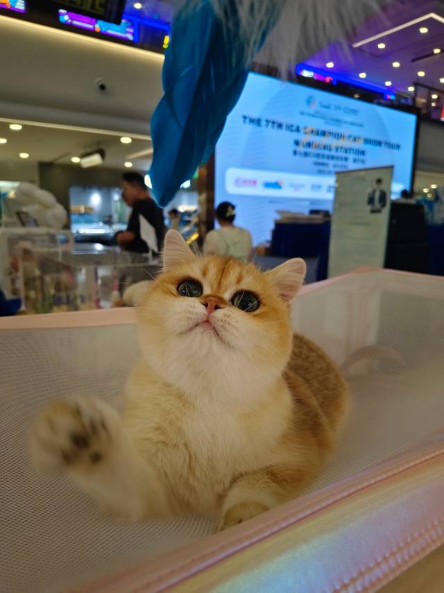 金豆豆