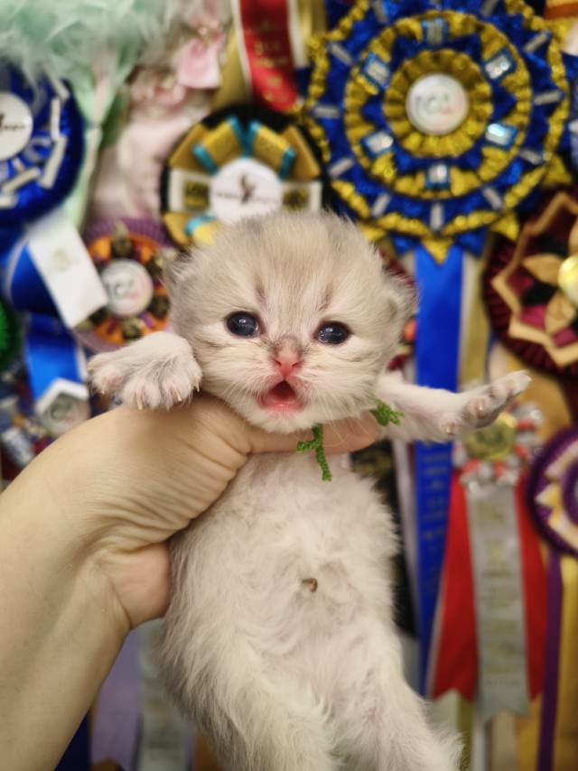 甜心娃圆圆绿脖圈妹妹