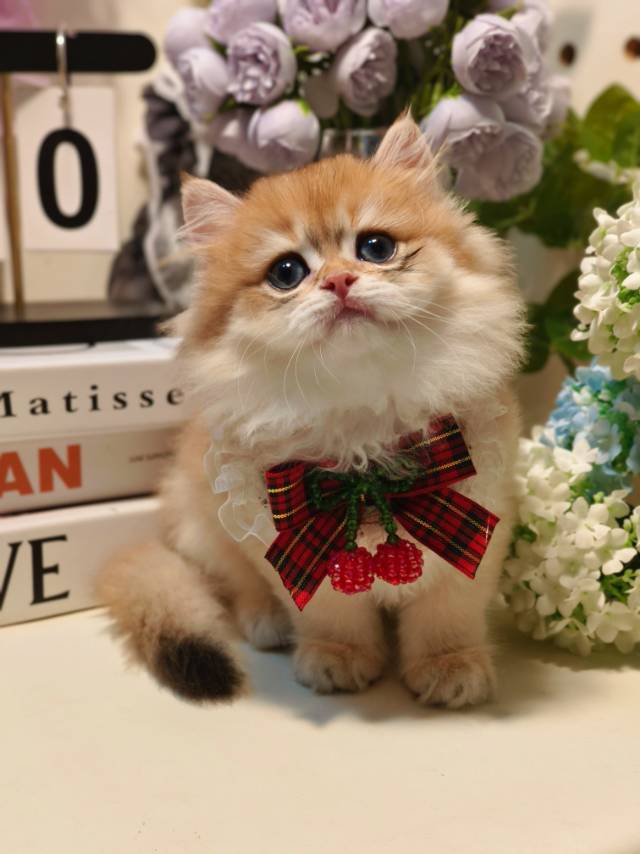 甜心渐层布偶猫