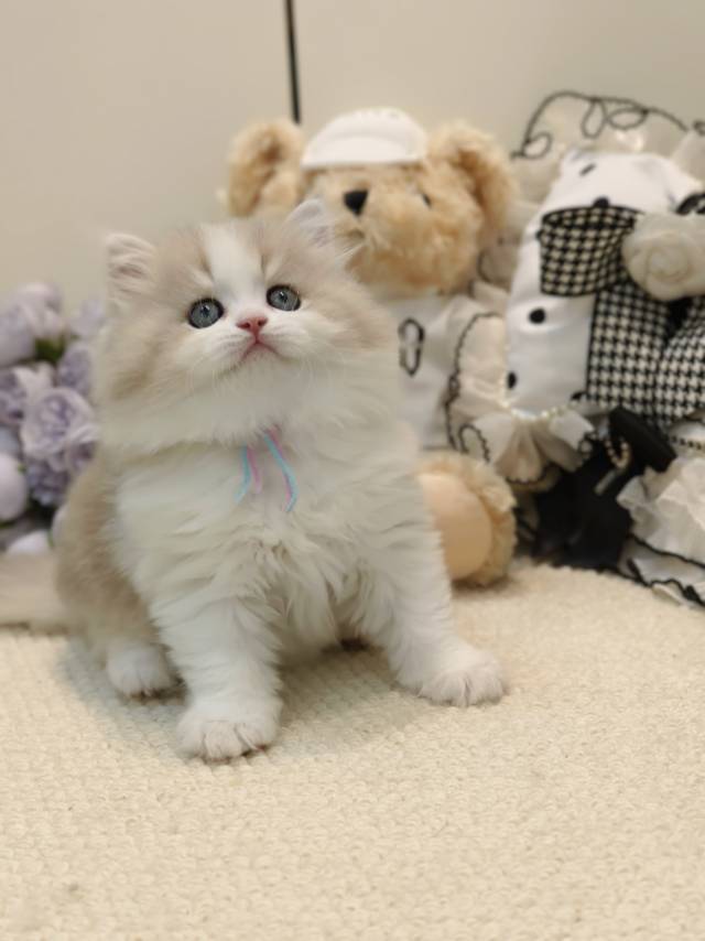 甜心娃团团蓝脖圈弟弟