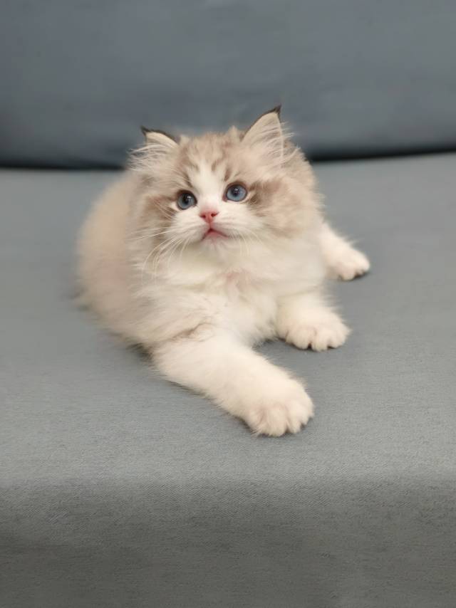 花姐娃流云橙脖圈山猫弟弟