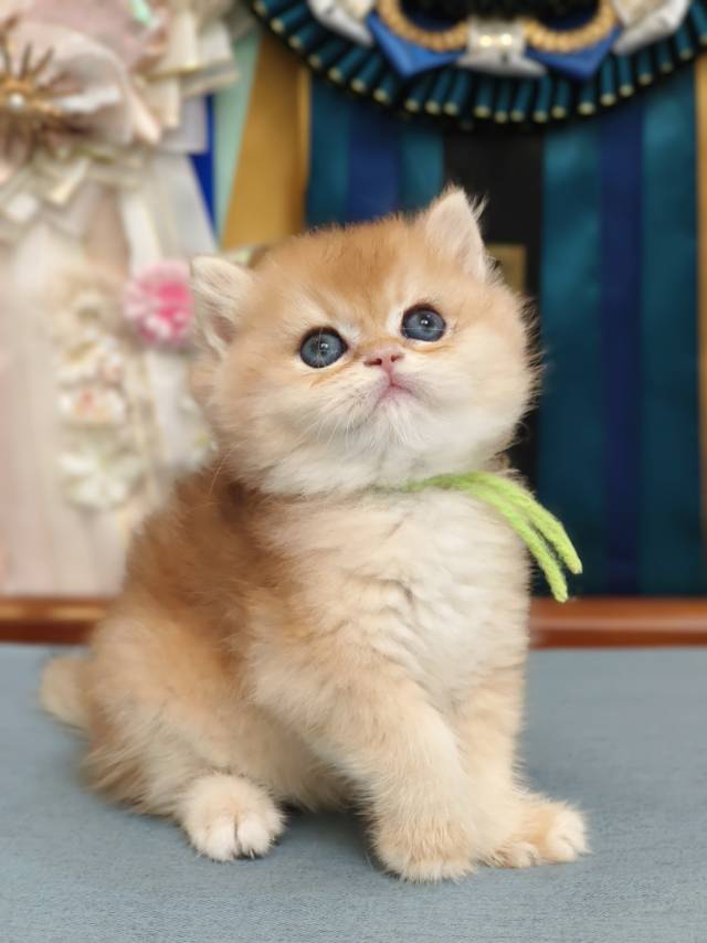 米娜娃宗介12色绿 3
