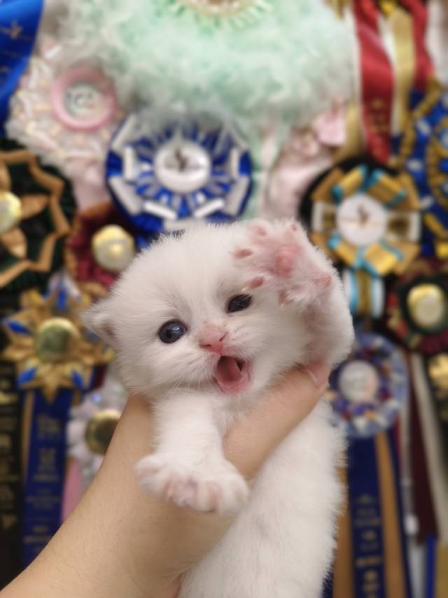 小米娃乖乖虎绿 照片 8