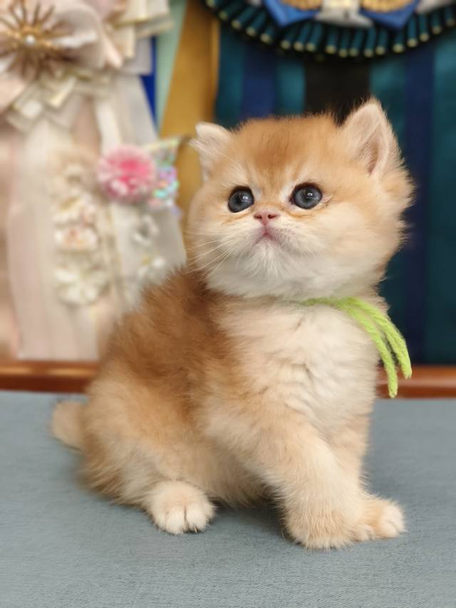 米娜娃宗介12色绿 4