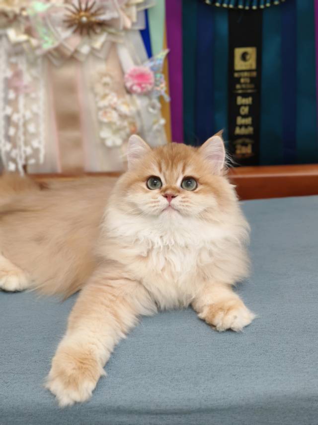 金菠萝娃12色金元宝 2