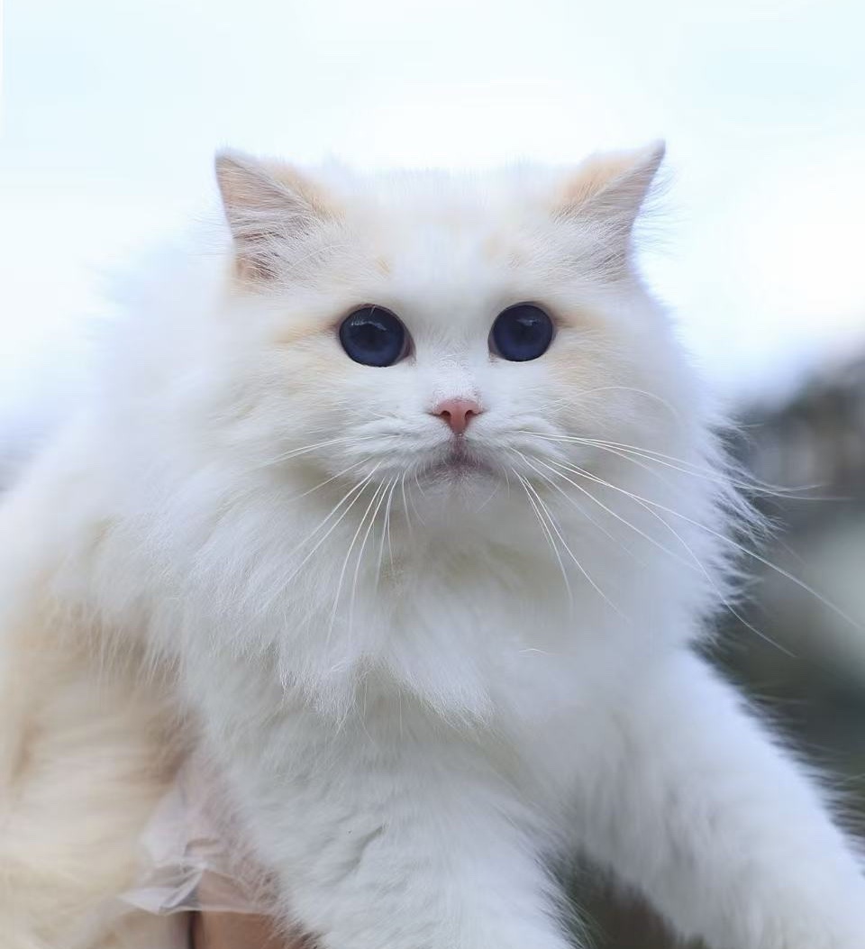 妹妹