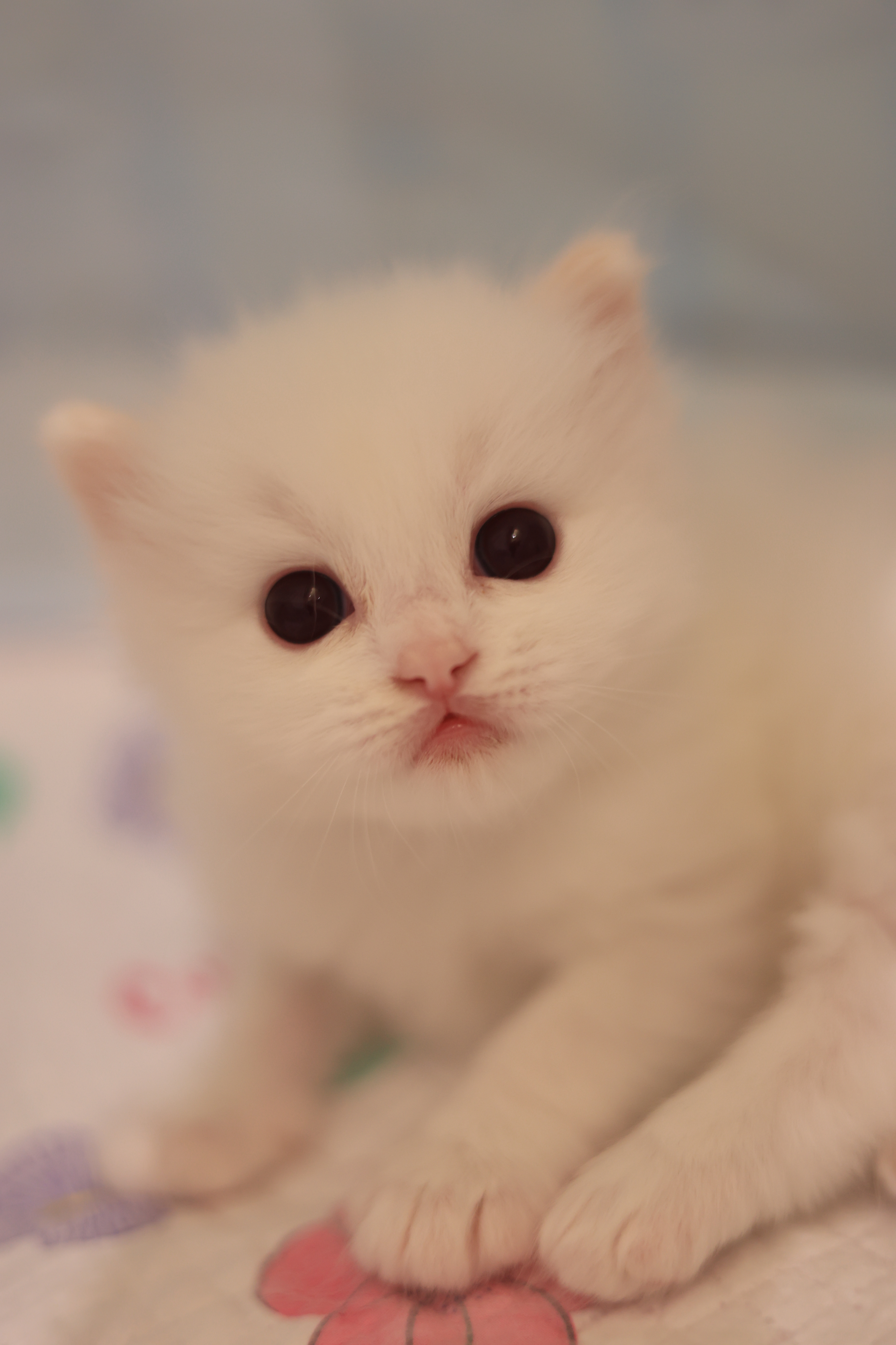 拿铁 照片 2