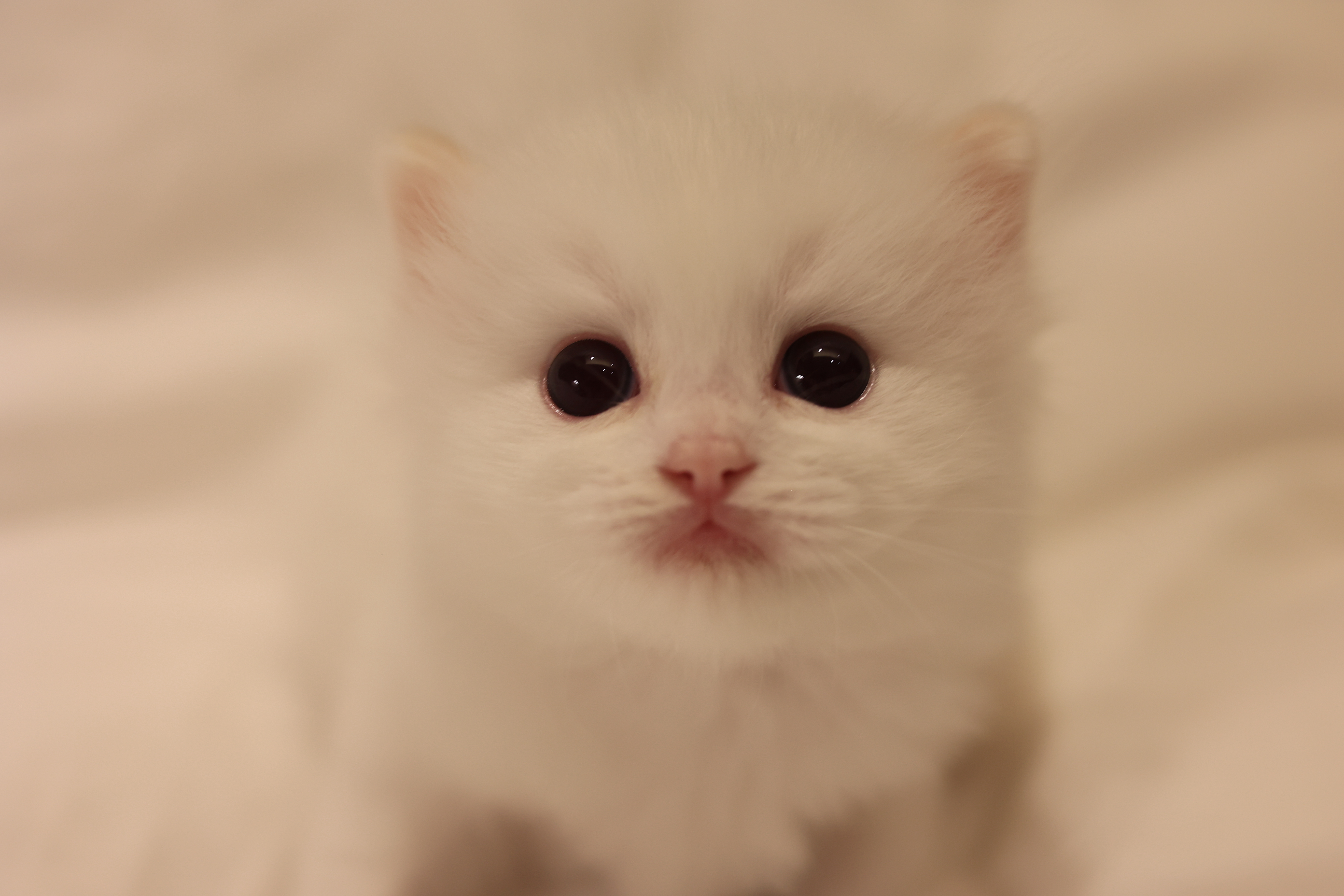 拿铁 照片 4