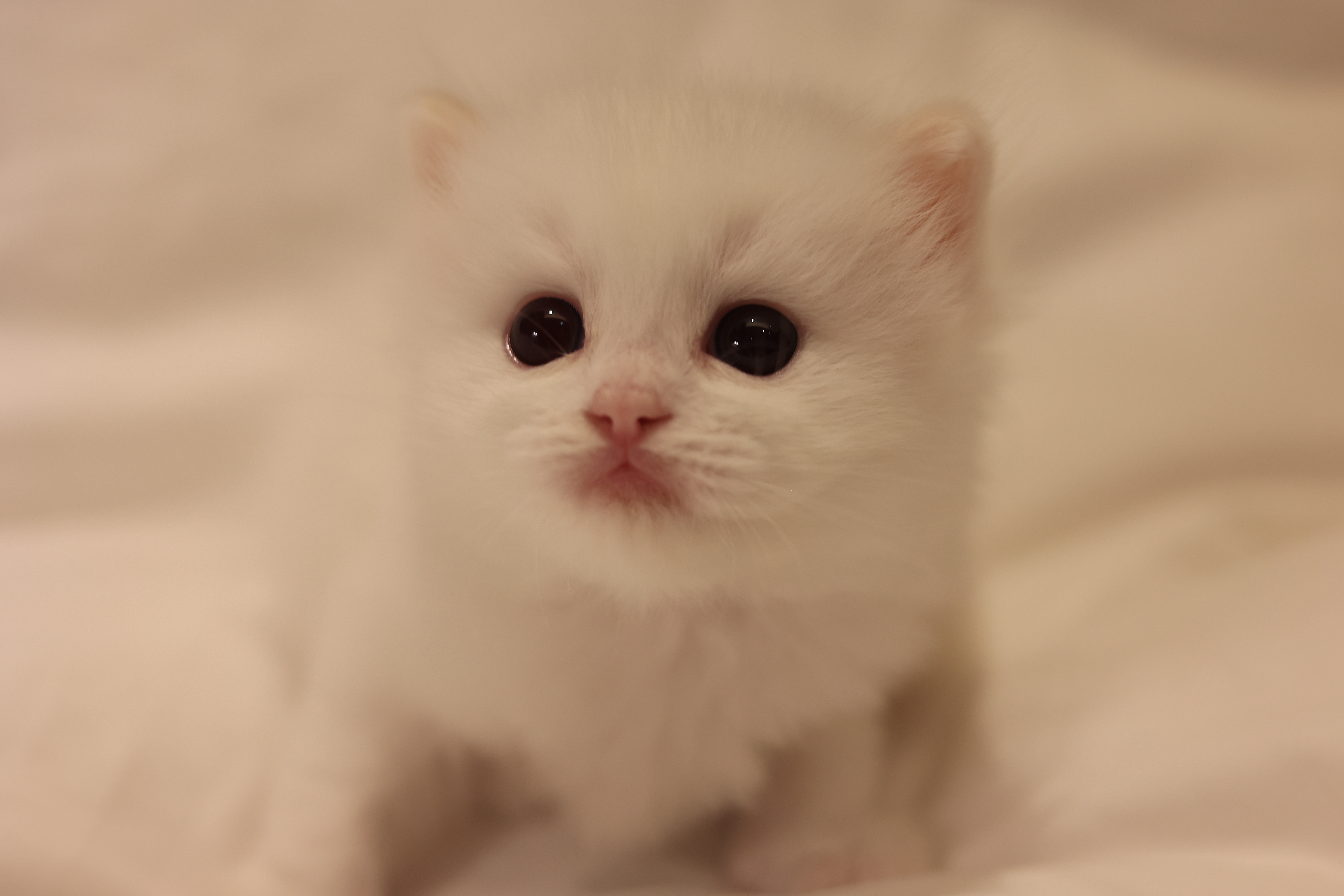 拿铁 照片 5